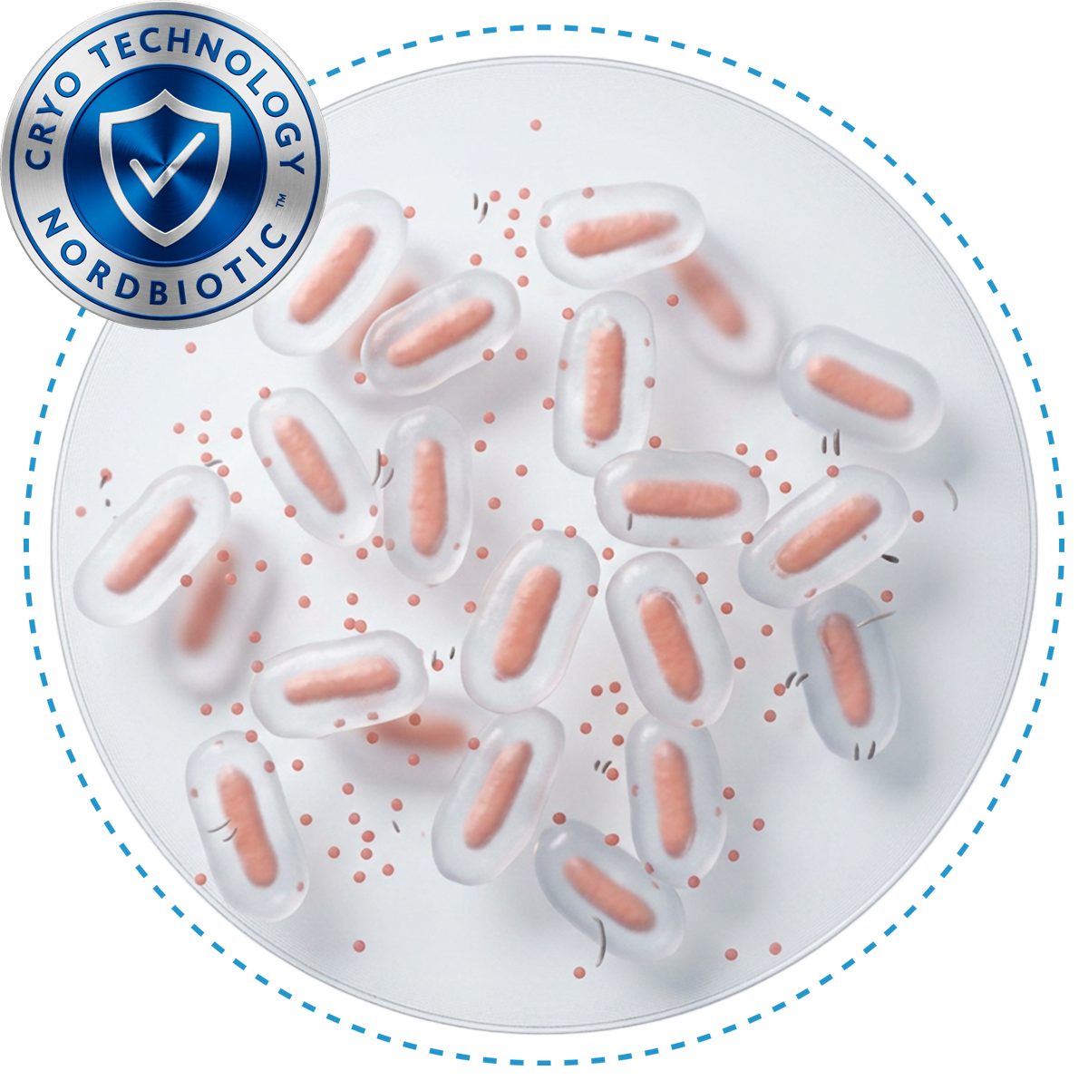 CRYO-protected bacteria cultures