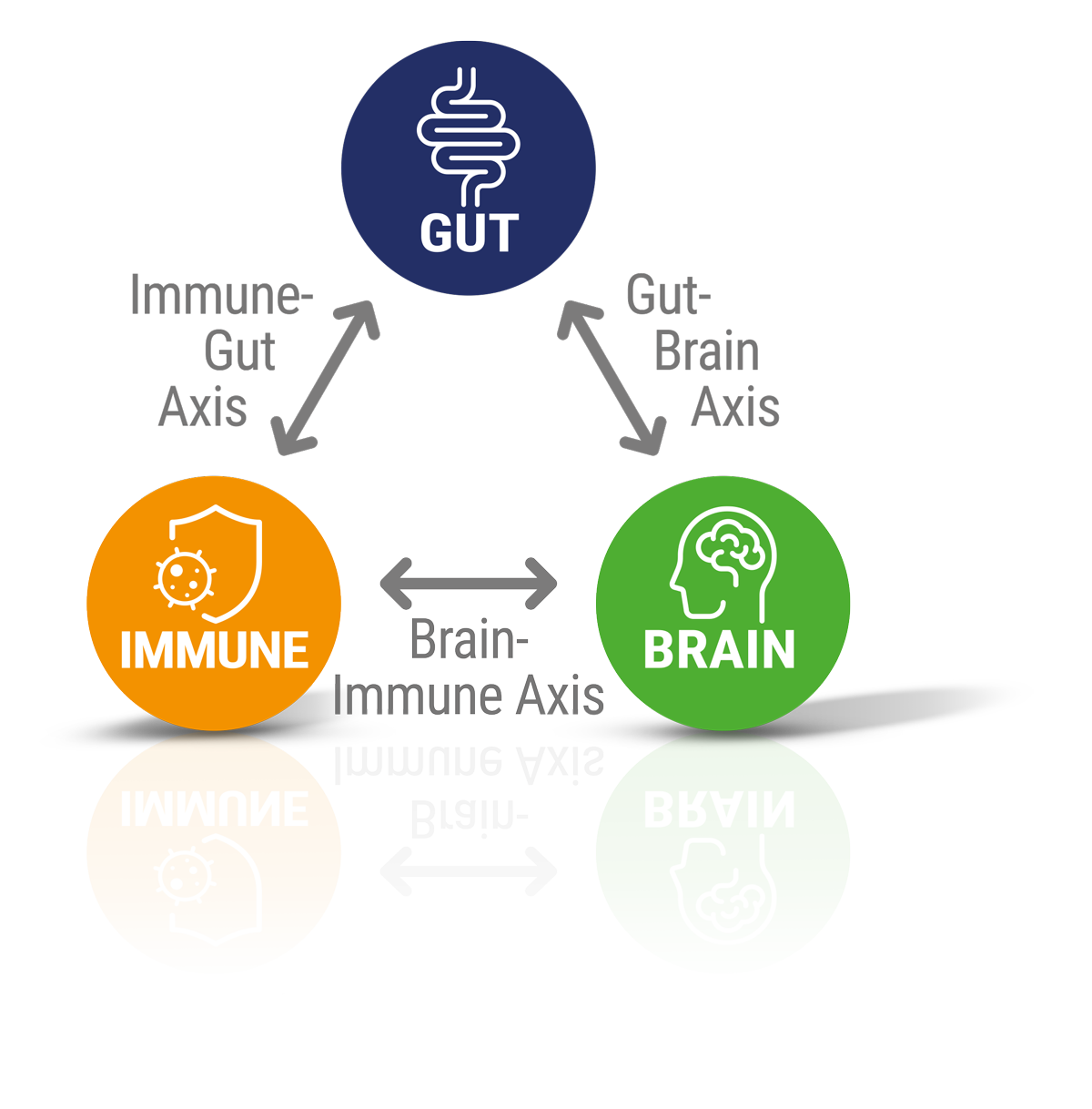 Gut, brain and immune system axes